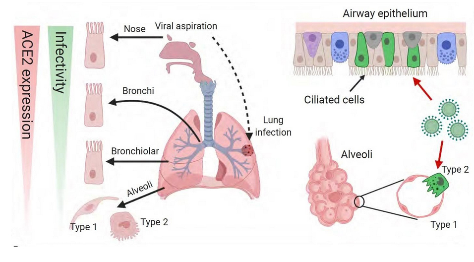 airway epithelium alveoli 