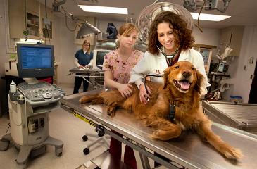 veterinarian working with dog