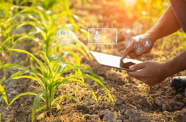Farmer using digital tablet in corn crop cultivated field