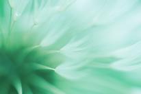 abstract flower image