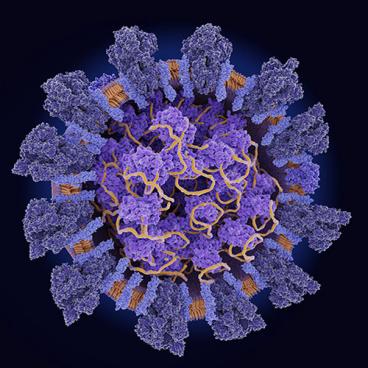 illustration of coronavirus protein structure