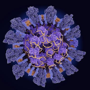 illustration of coronavirus rna structure